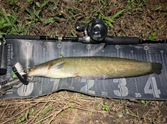 ナマズの釣果