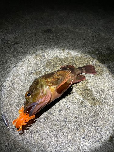 カサゴの釣果