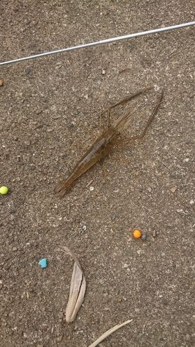 テナガエビの釣果