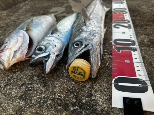サゴシの釣果