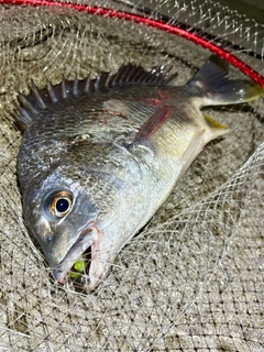 キビレの釣果