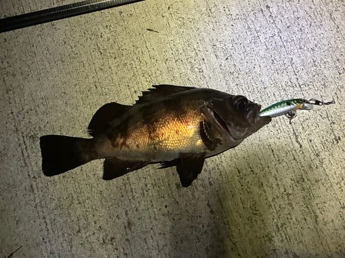メバルの釣果