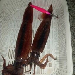 sevenkingさんの2025年07月17日(木)の釣行(岩手県 - 三陸海岸
