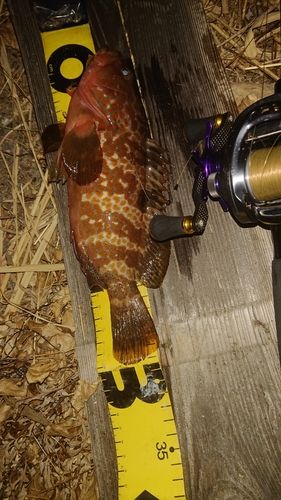 キジハタの釣果