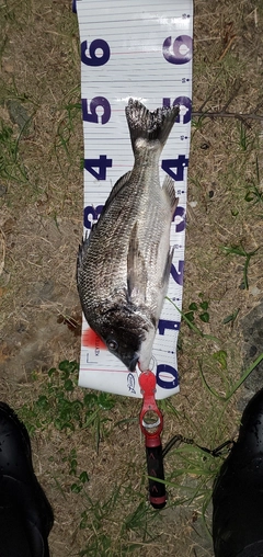 チヌの釣果