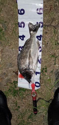 チヌの釣果