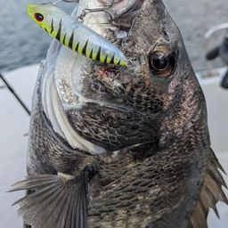 クロダイ
