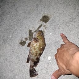 カサゴ