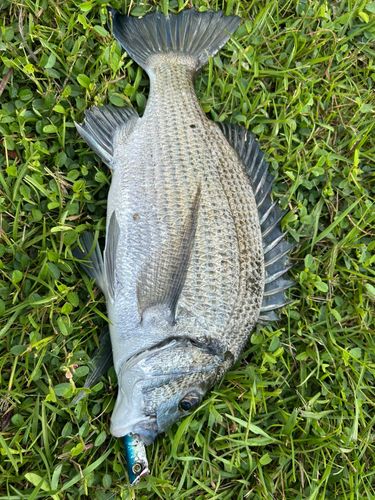 ミナミクロダイの釣果