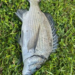 ミナミクロダイ