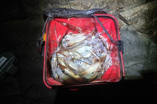 マイカの釣果