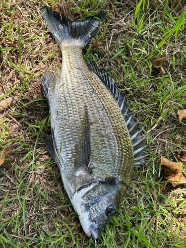 ミナミクロダイの釣果