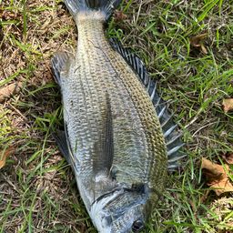 ミナミクロダイ