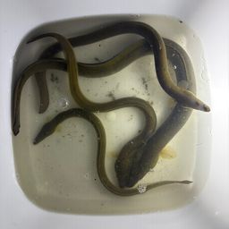 ニホンウナギ