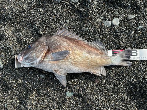 コショウダイの釣果