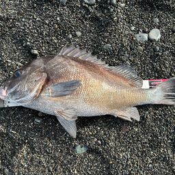 コショウダイ