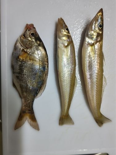 シロギスの釣果