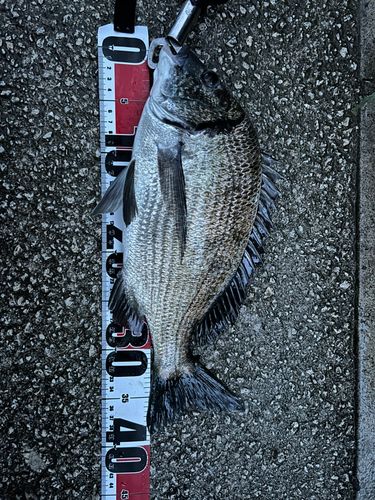 ミナミクロダイの釣果