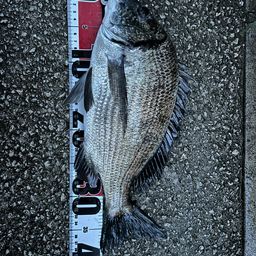 ミナミクロダイ