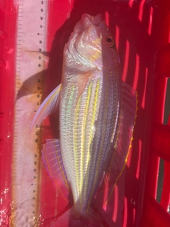 イトヨリダイの釣果