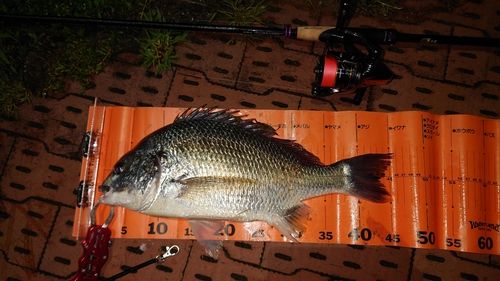 キビレの釣果