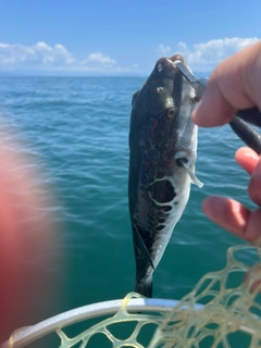 トラフグの釣果