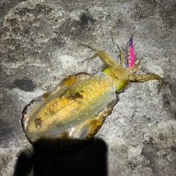 アオリイカ