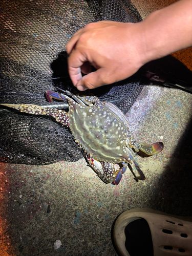 ワタリガニの釣果