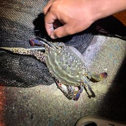 ワタリガニ