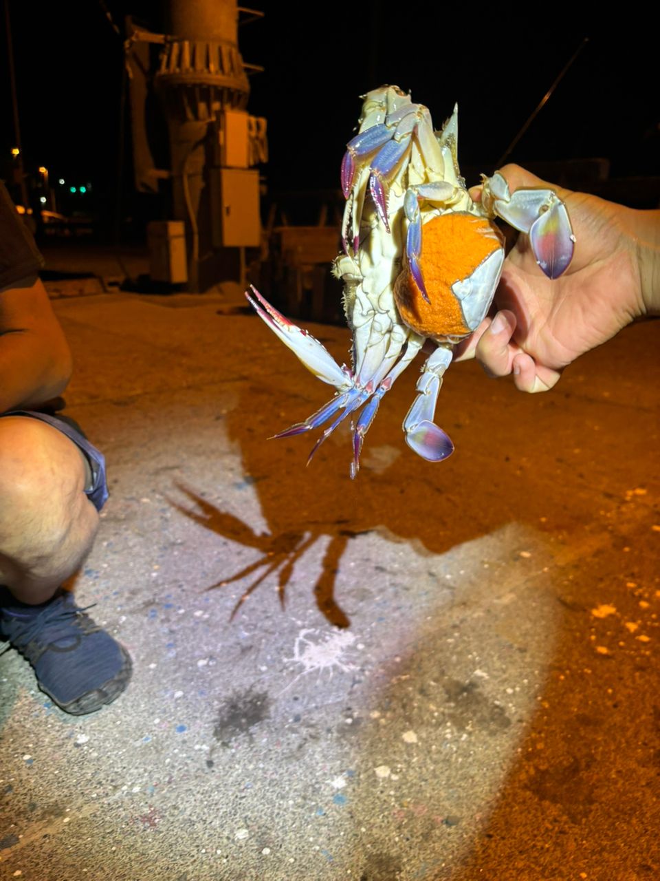ワタリガニ