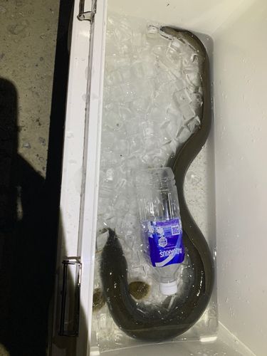 ニホンウナギの釣果