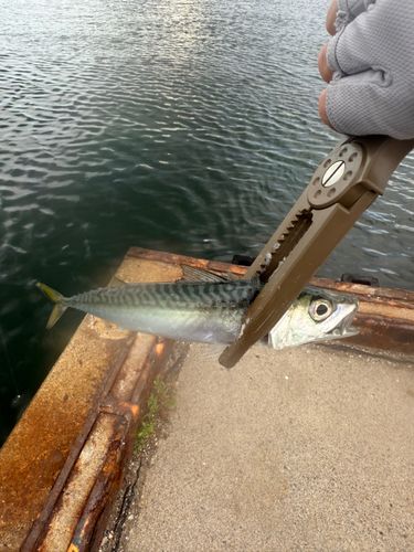 サバの釣果