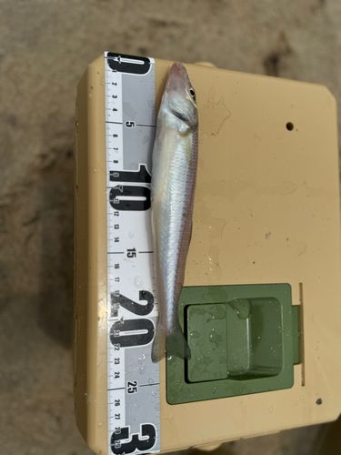シロギスの釣果