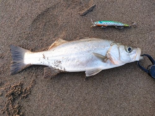 ヒラスズキの釣果