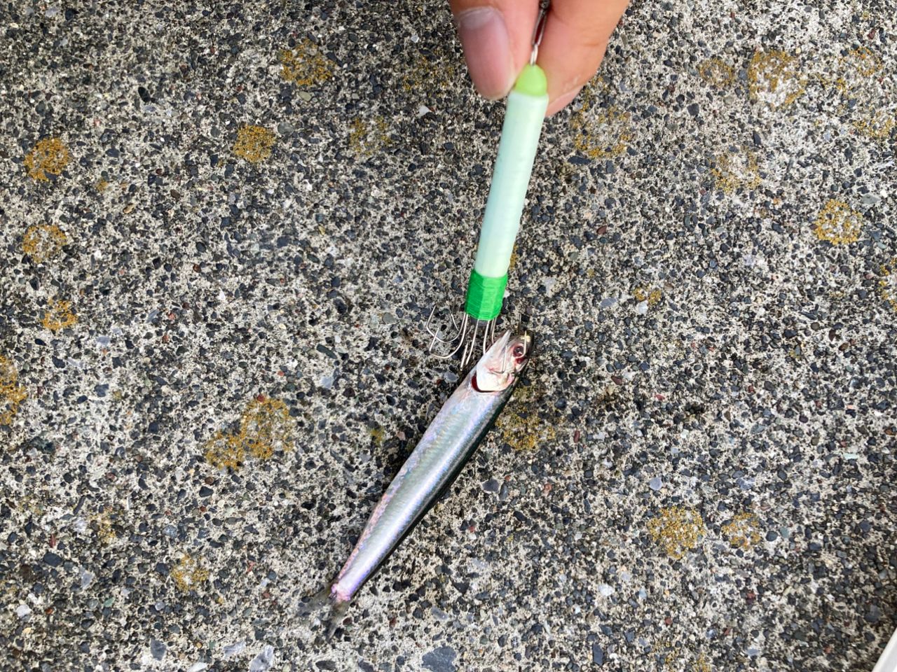 カタクチイワシ