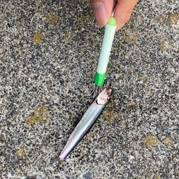 カタクチイワシ