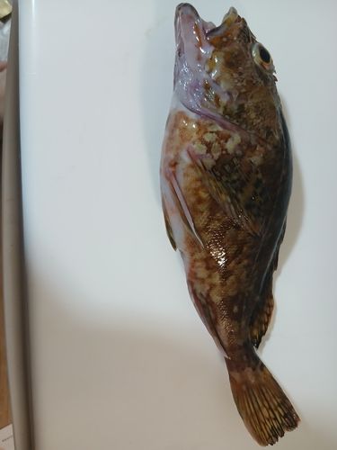 カサゴの釣果