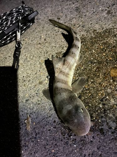 サメの釣果