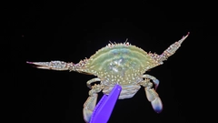 ガザミの釣果