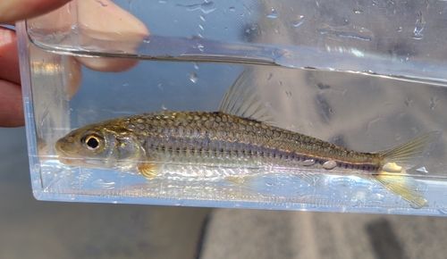 モロコの釣果
