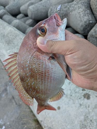 マダイの釣果