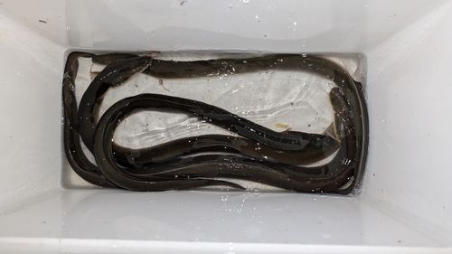ウナギの釣果