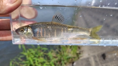 オイカワの釣果