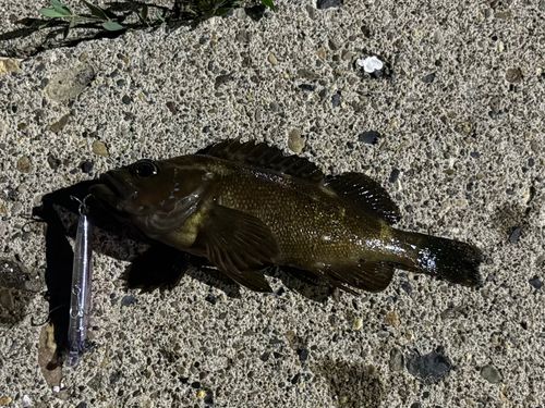 エゾメバルの釣果