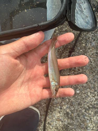 シロギスの釣果