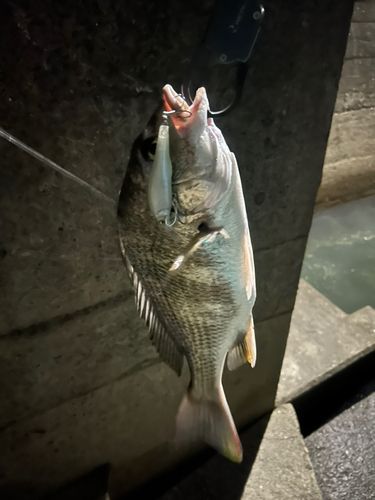 キビレの釣果