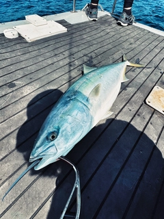 ブリの釣果