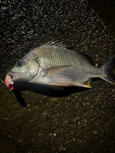 キビレの釣果