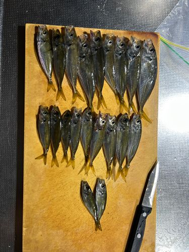 アジの釣果