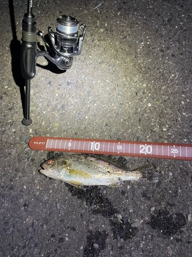 イシモチの釣果
